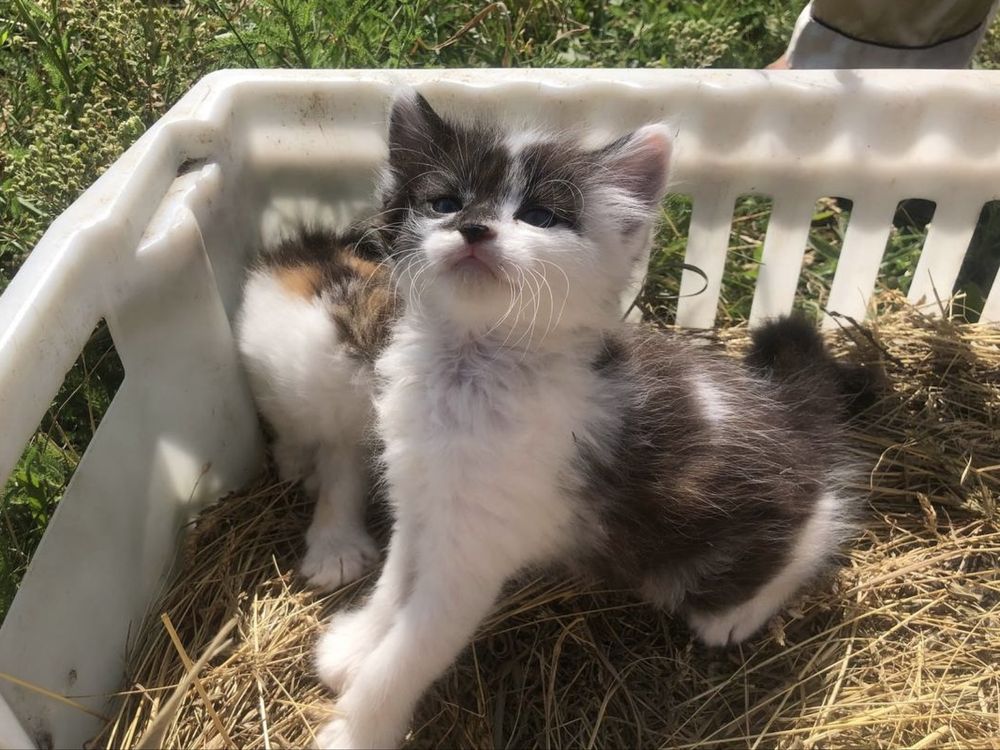 Дарую кошеня хлопчики
