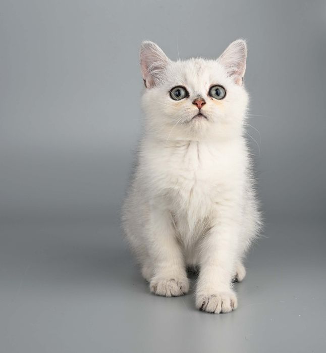 Срібляста шиншила хлопчик