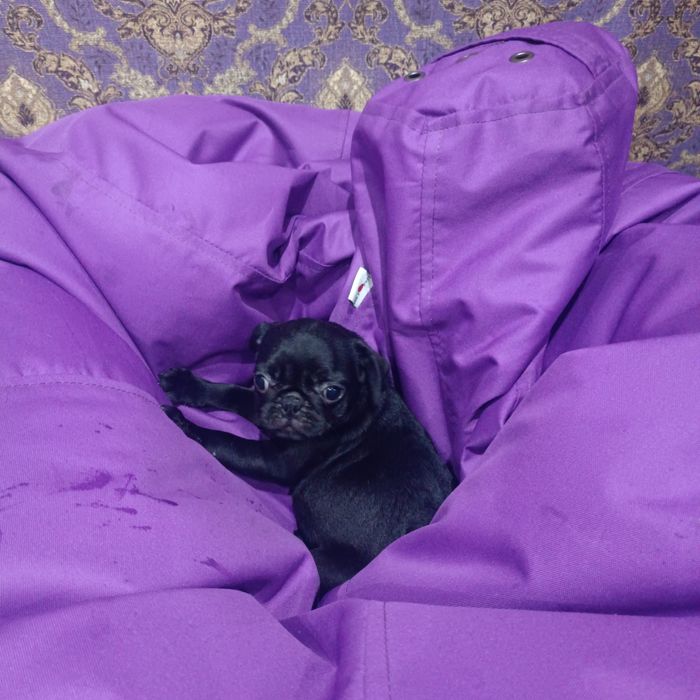 Красуня мопсика шукає люблячу родину