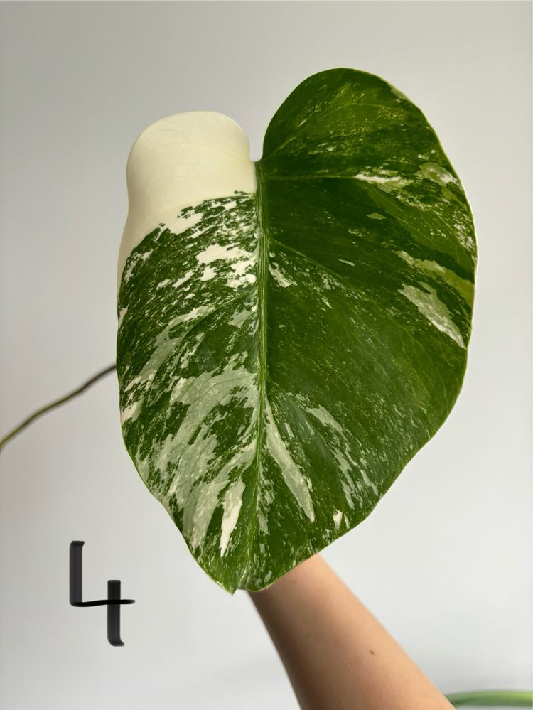 Monstera Variegata, sadzonki pędowe, ukorzenione