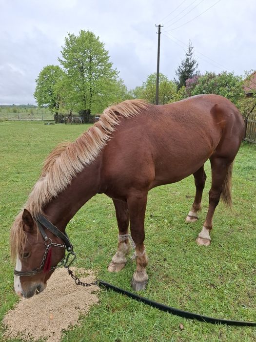 Продається  жеребець