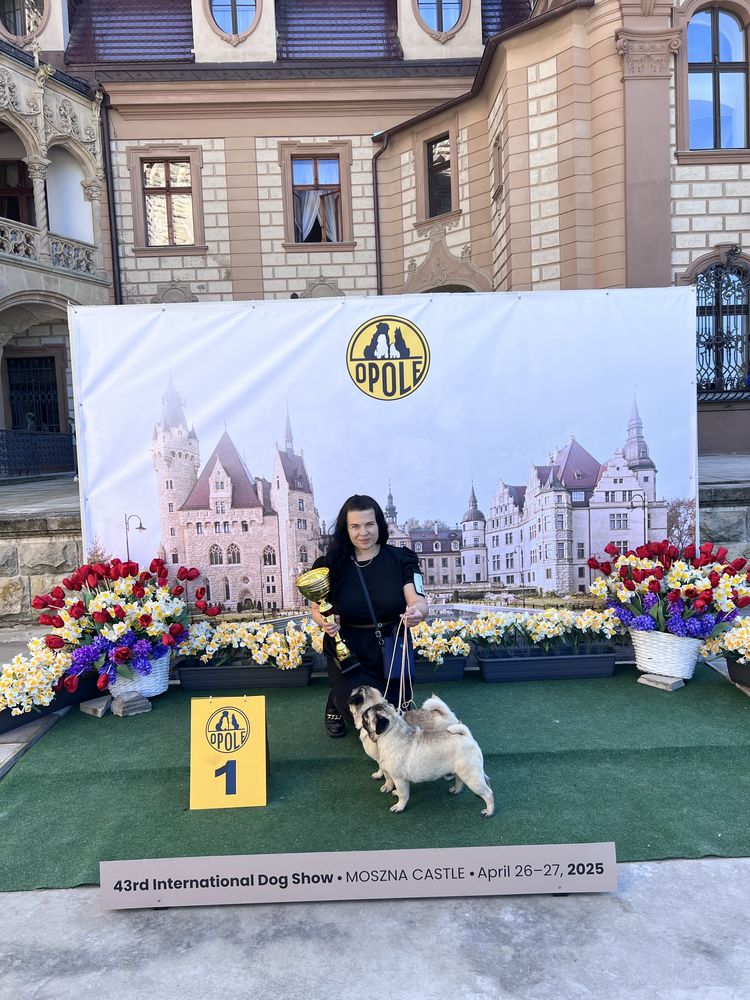 Mops Szczenie ZKwP FCI rodowod