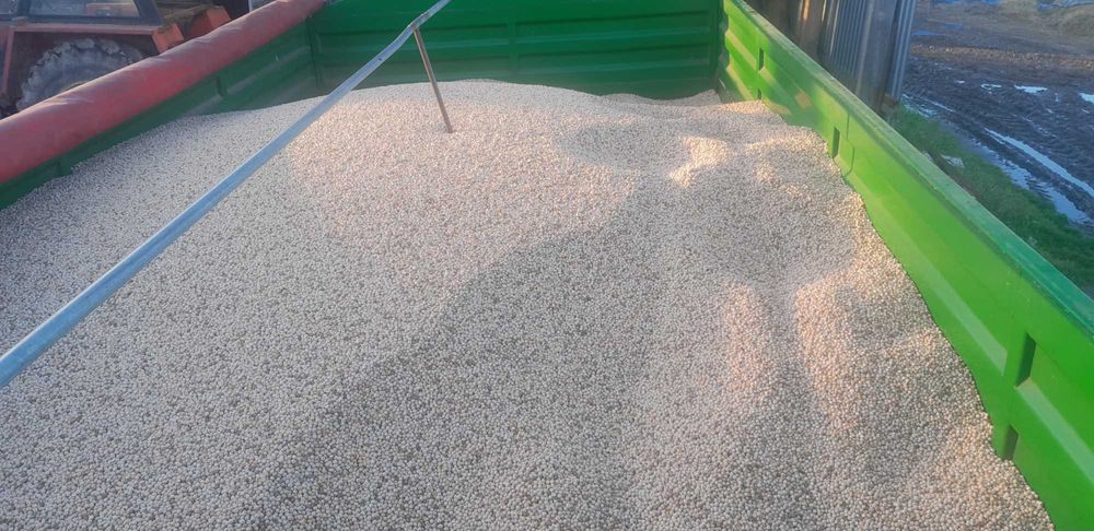 Groch na paszę lub poplon