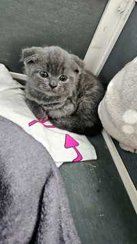 Gatinho scottish fold