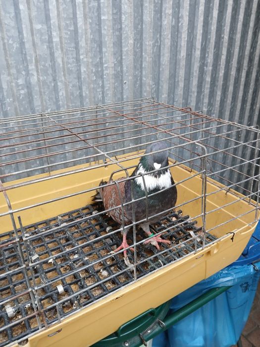 Gołebie ozdobne Koszua