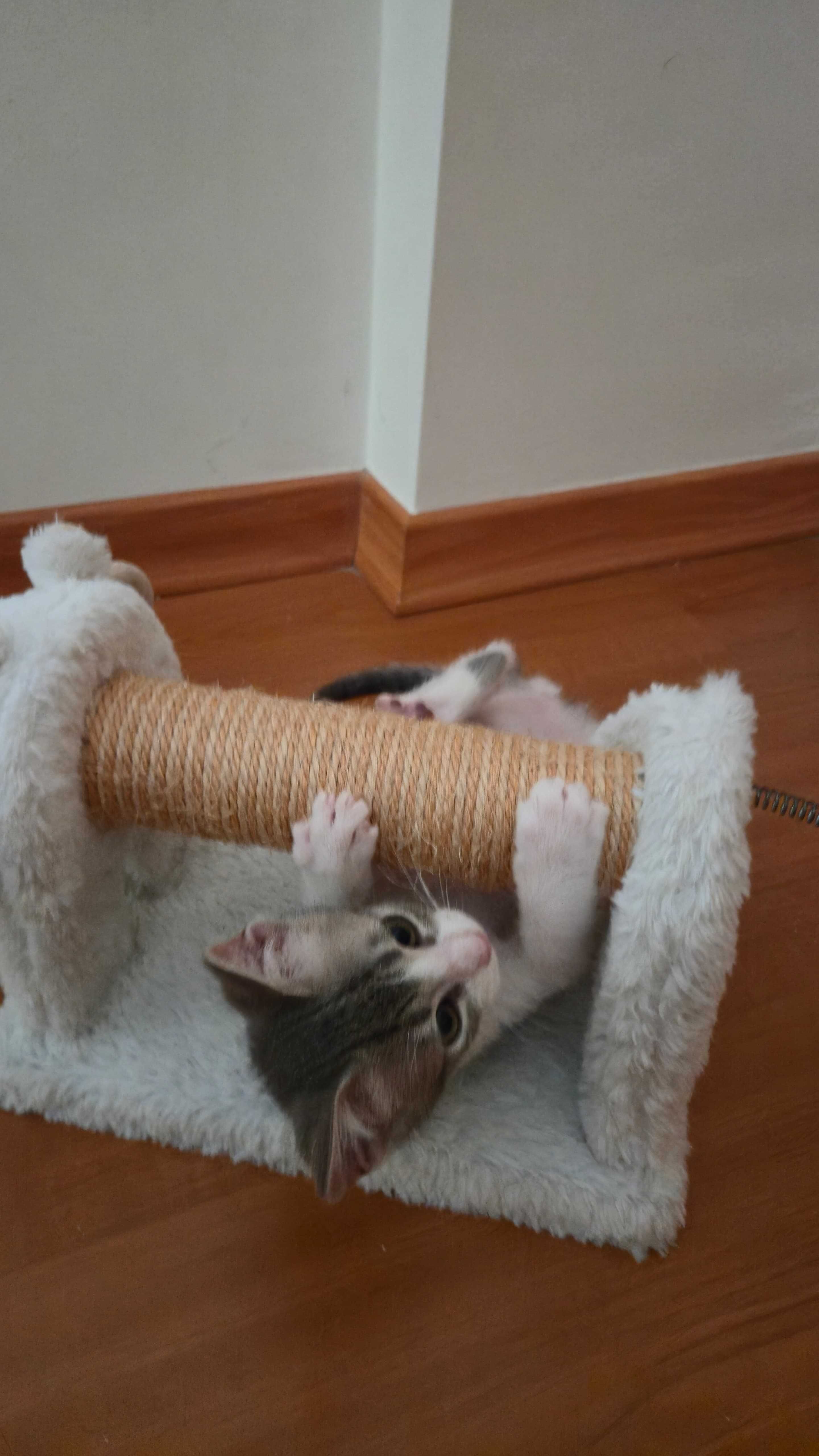 Gatinho lindo e perfeito para adoção responsável
