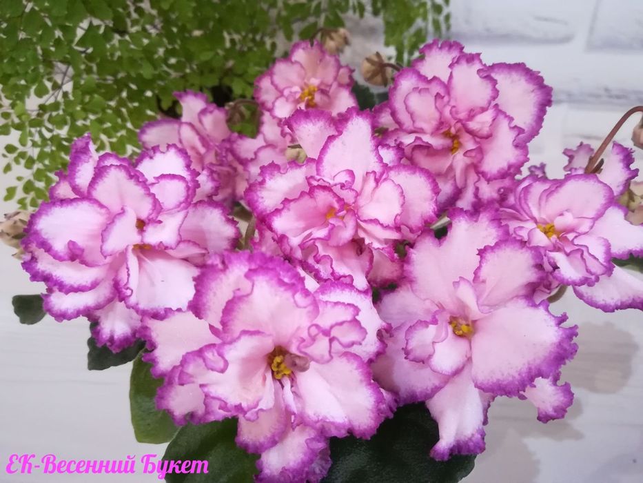 Сортові фіалки: дітки та свіжий зріз