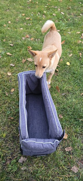 Автокрісло для собак