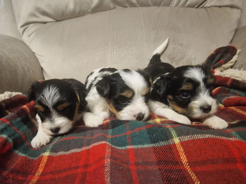 Śliczna Suczka York Terrier Biewer