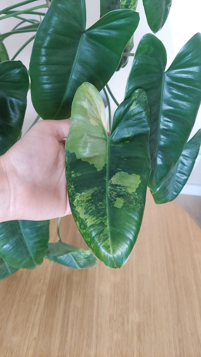 Philodendron burle marx variegata