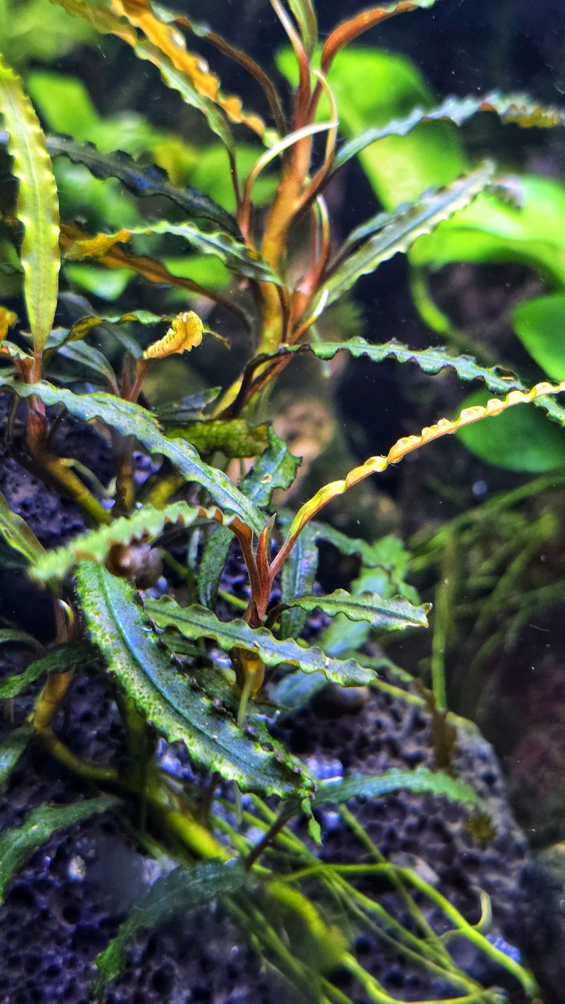 Bucephalandra Catherina Mini