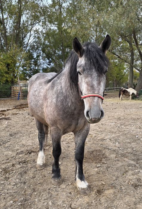 Klacz siwa zimnokrwista, księga wstępna, źrebna SHIRE