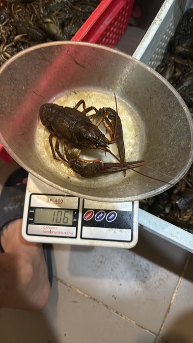 Раки опт и розница не дорого