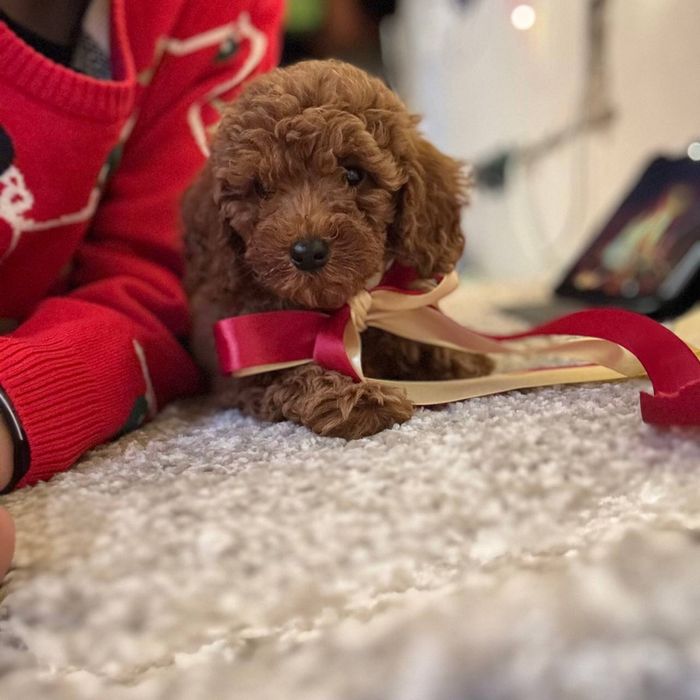 Мальчик Мальтипу ред браун — редкая красота и идеальный характер!