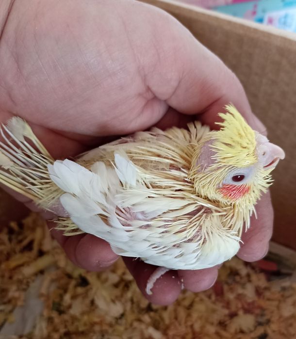 Caturras pérolas cinza