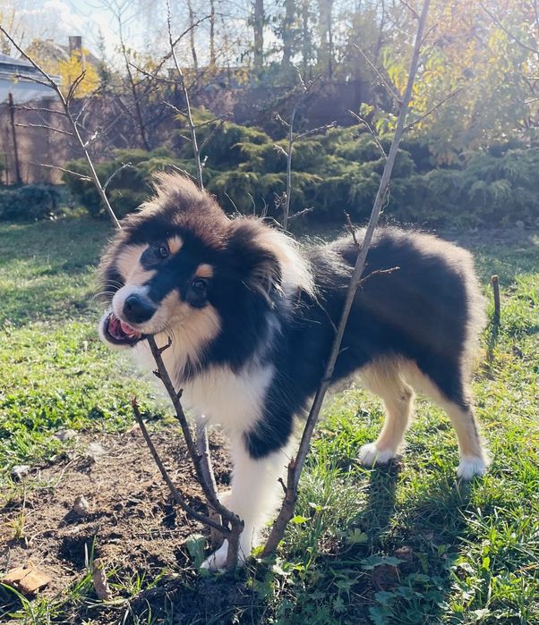 Gotowy do odbioru-Szczeniak Owczarek Szkocki Długowłosy Collie FCI