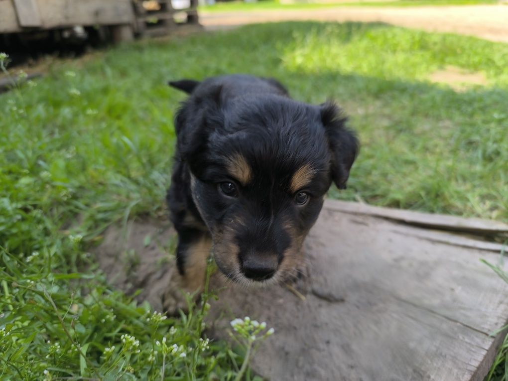Border collie mix