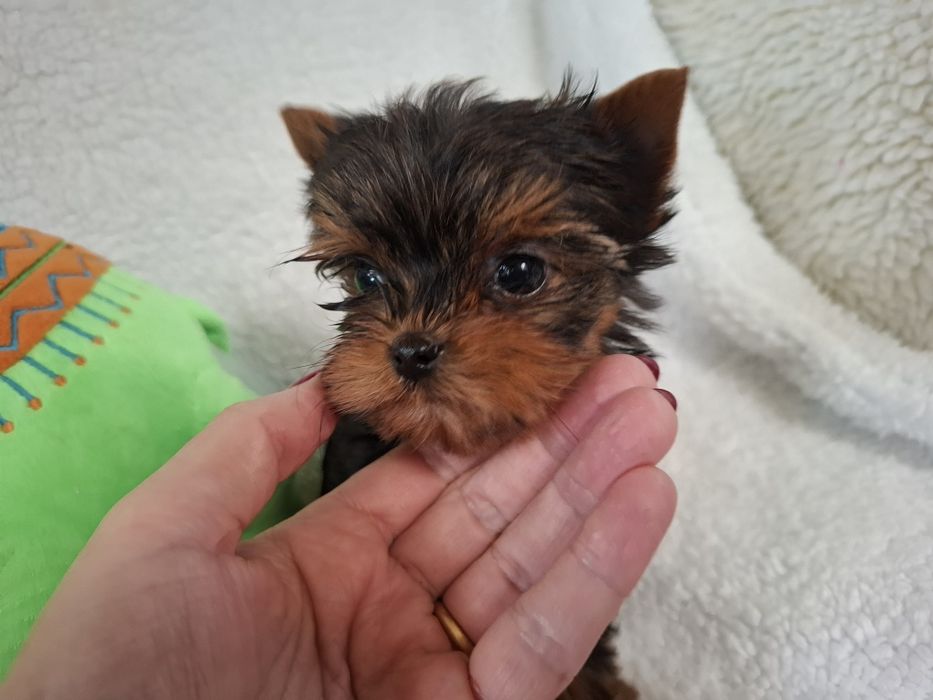 York śliczny piesek Filo