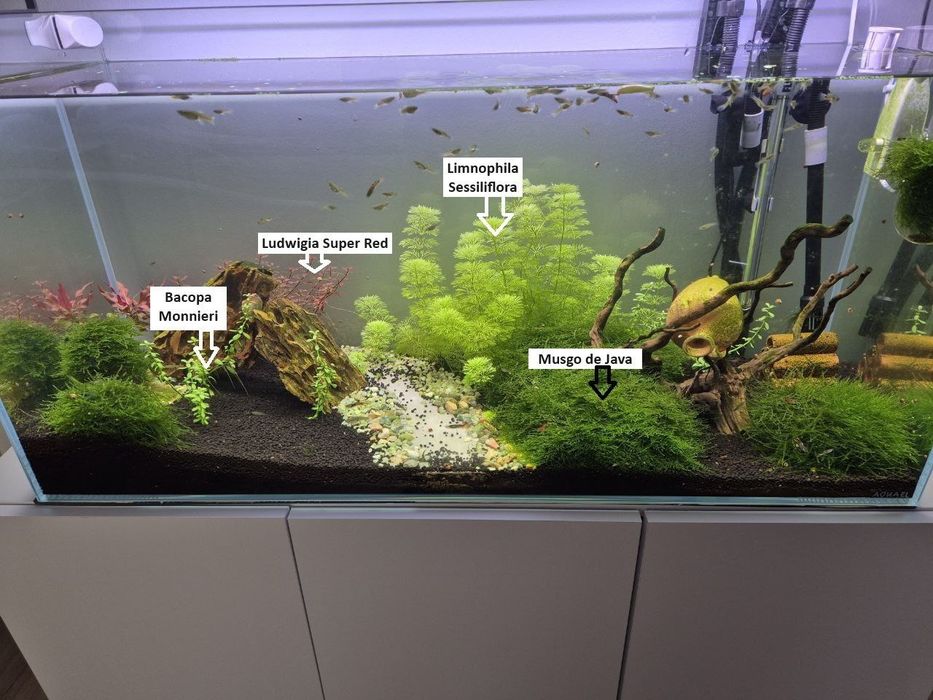 Bacopa Monnieri planta aquário