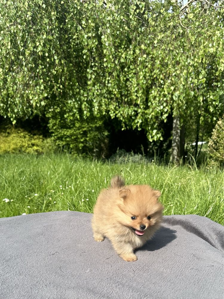 Prześliczny PIES Szpic miniaturowy POMERANIAN ZKwP FCI