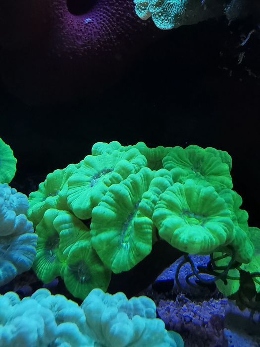 Caulastrea green fluo. Akwarium morskie, koralowce, nemo