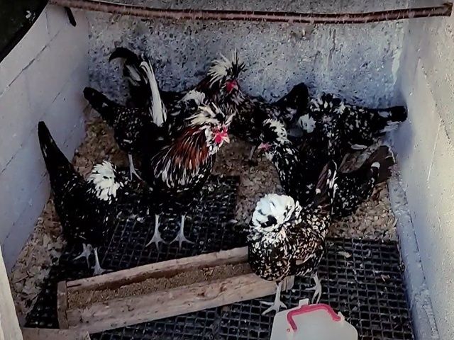 Інкубаційне яйце та курчата, Падуан фарфоровий. 90% оплод. Птиця