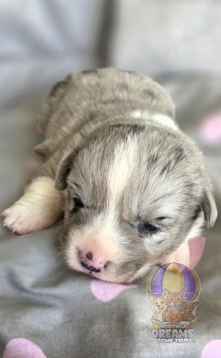 Welsh Corgi Cardigan **Sunia Merle** Do Rezerwacji