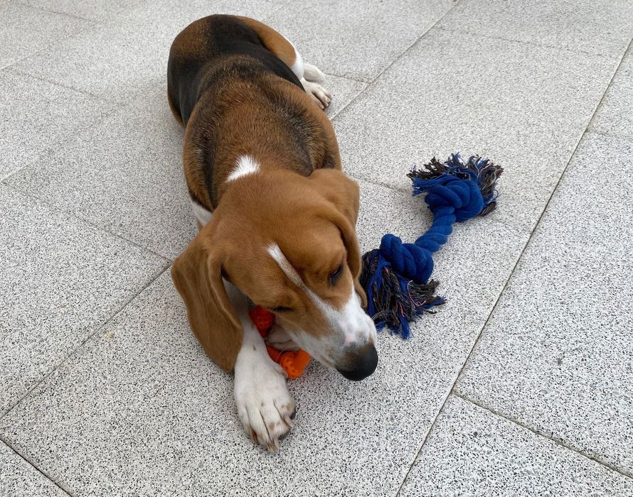 Beagle para Adoção