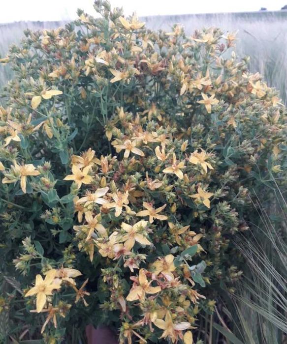 Садженці лікарських трав звіробій пустирник чебрець живокіст дев'ясил