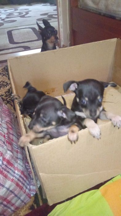 щенки той-терьера