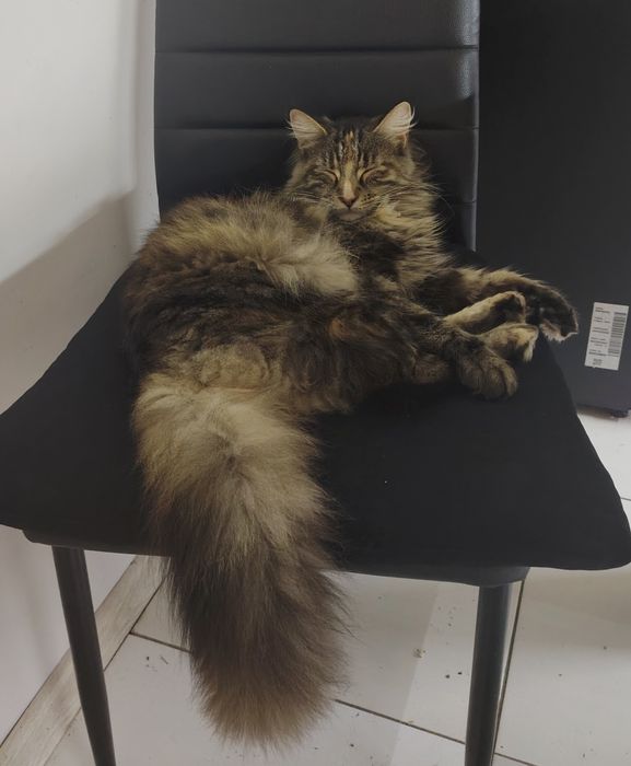 Norweski leśny kotka