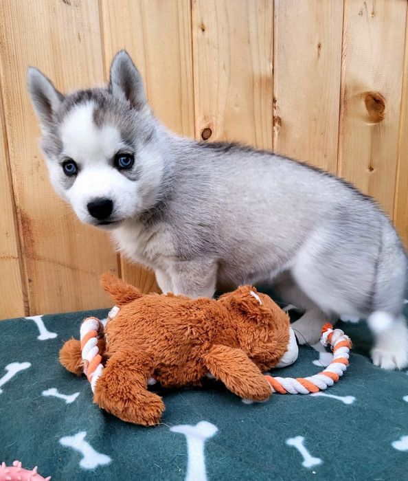 Sunia Ice Queen niebieskooka szczenie Siberian Husky zkwp fci