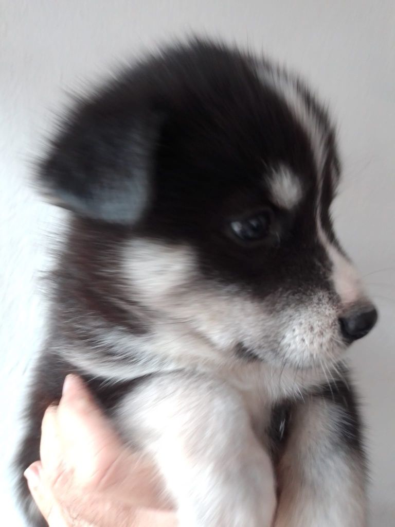 Husky siberiano c/ lop pedigree c.pc