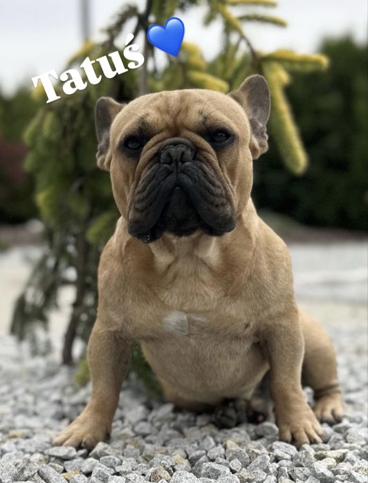 Buldog Francuski – Chłopcy/ rodzice FCI do rezerwacji