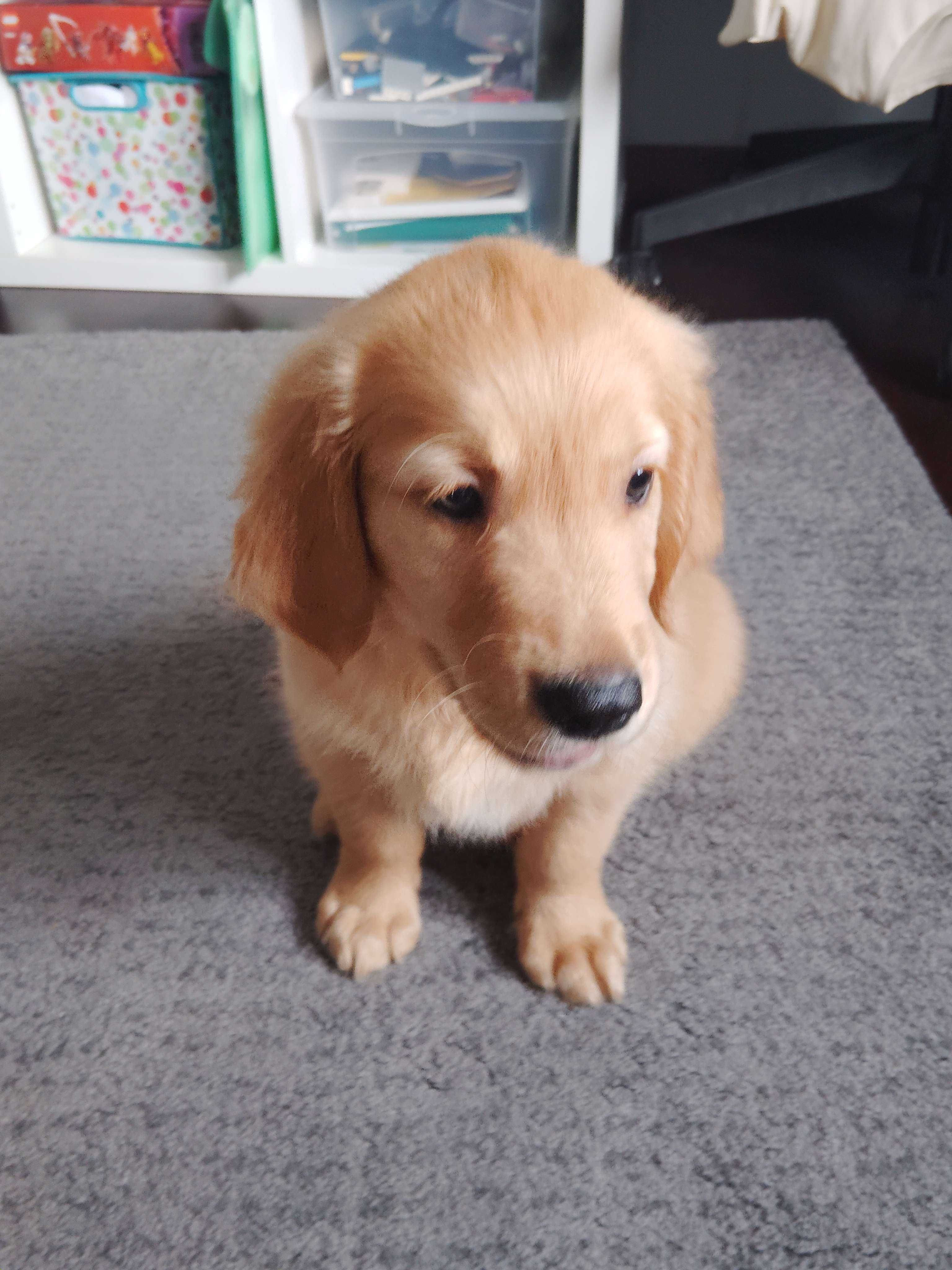 Szczeniak Golden Retriever