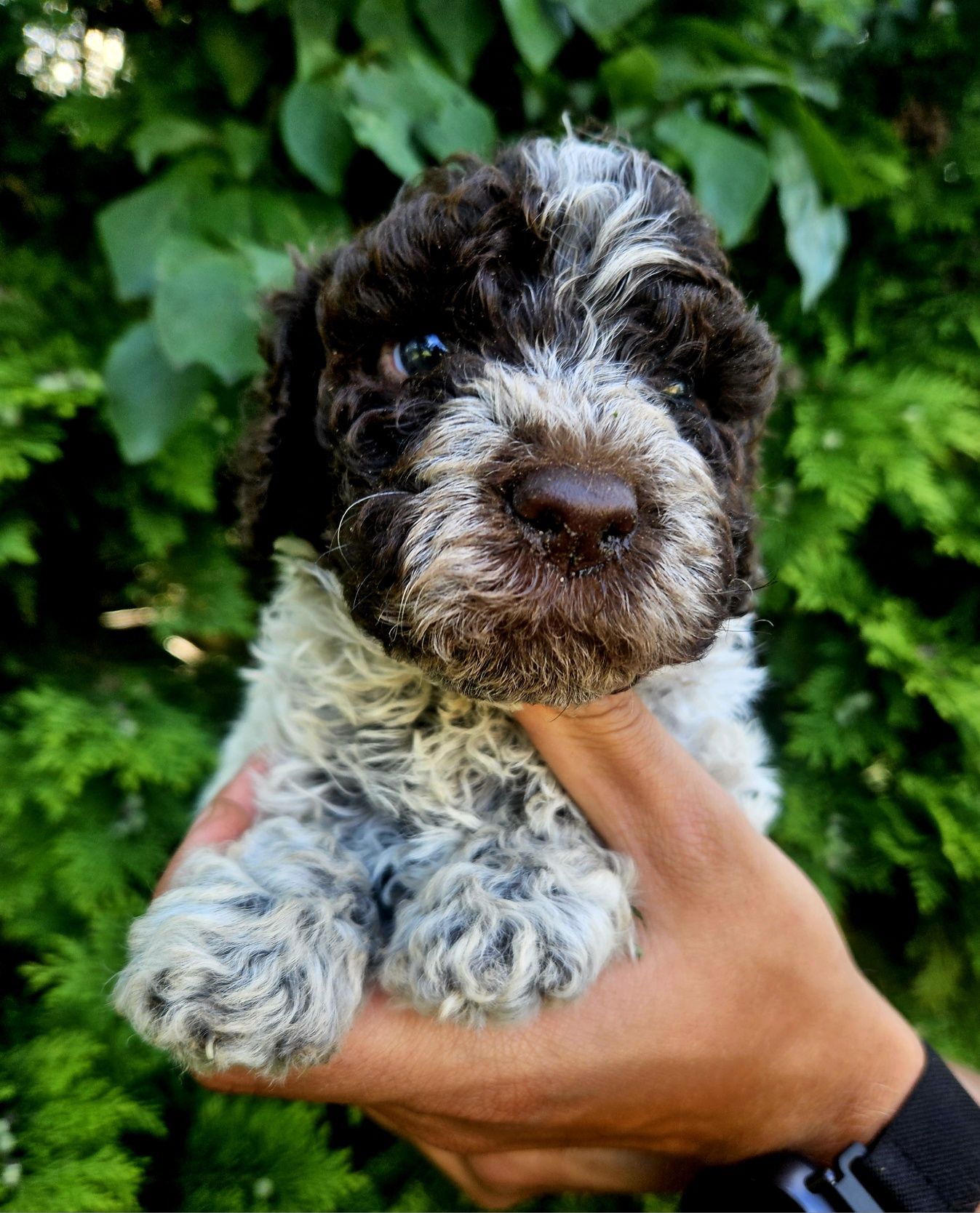 Lagotto Romagnolo - szczeniak