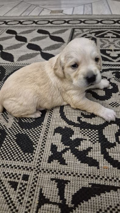 Віддам цуценята в хорошу родину