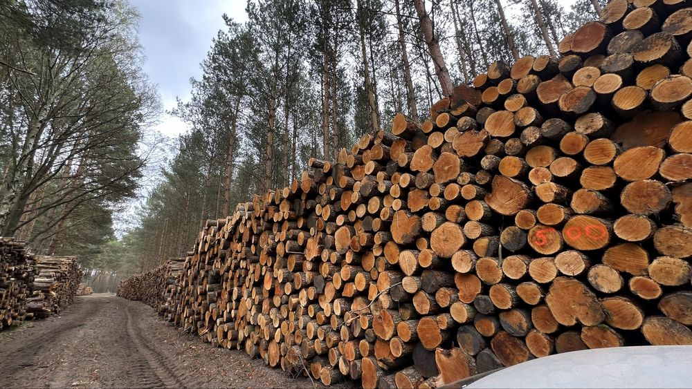 Sprzedam drewno Olchowe, Olcha kłoda