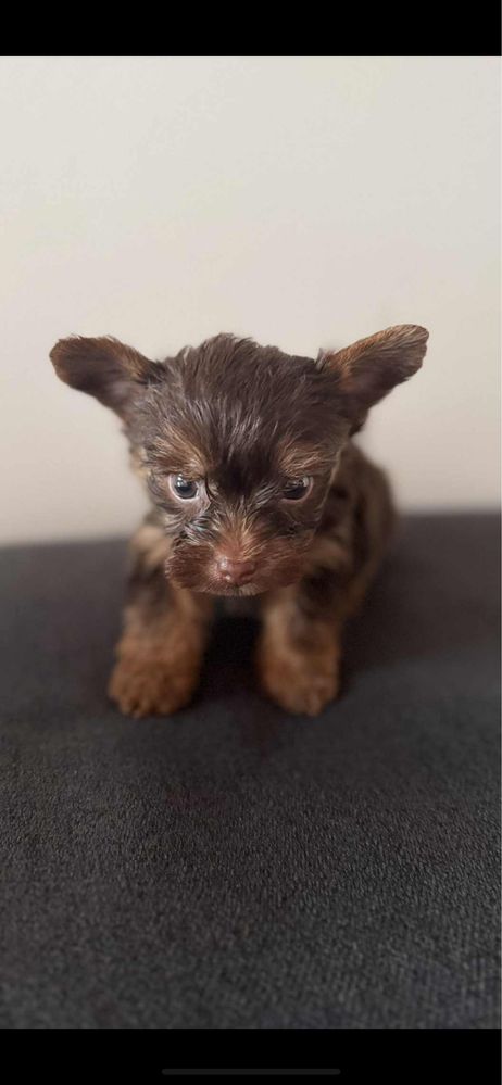 Yorkshire Terrier czekoladowy  piesek