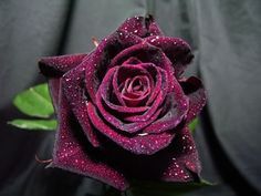 Roseira Preta - PLANTA VIVA Para colecionadores de Rosas