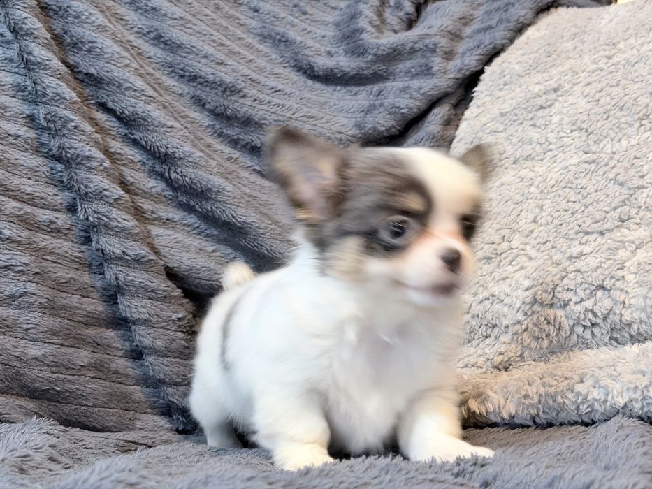 Chihuahua Tricolor suczka