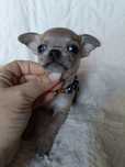 Chihuahua piesek