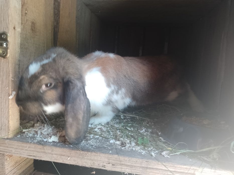 Króliki barany francuskie