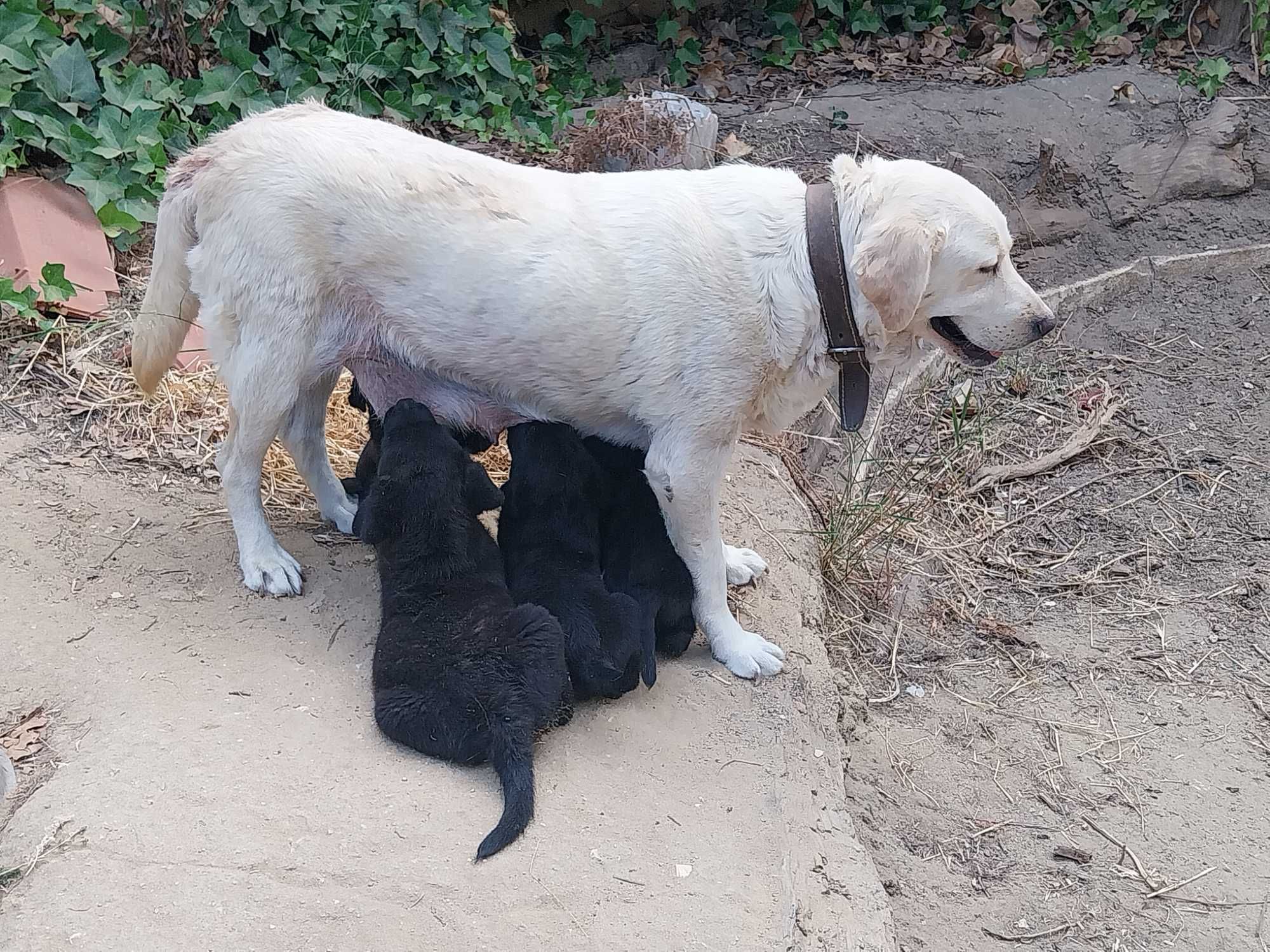dão-se labradores