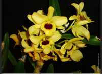 Орхидея  ароматная  дендробиум, Nobile Yellow Dark