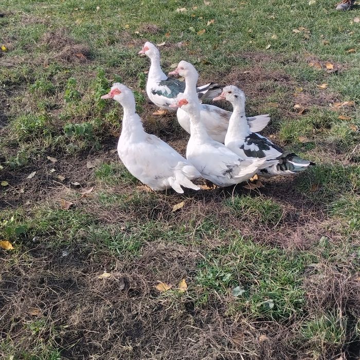 Sprzedam młode kaczki