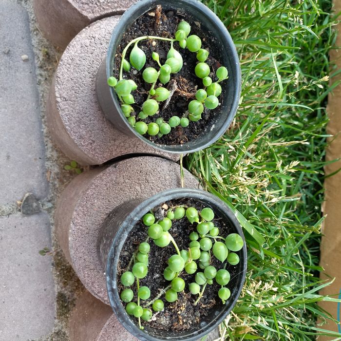 Хрестовик Роулі суккулент, очиток Моргана  алоє тигрове