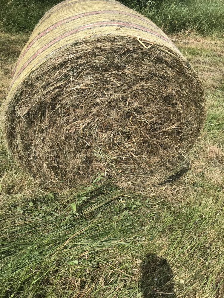 Sprzedam Siano na pasze oraz podściół