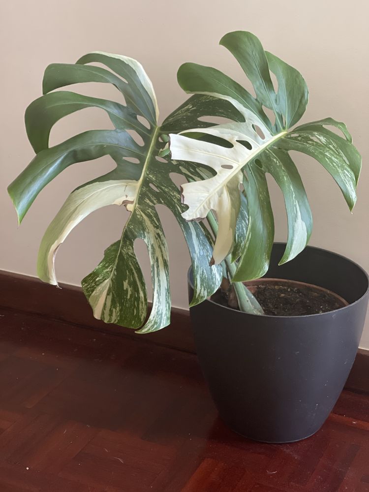 Planta Monstera  variagata