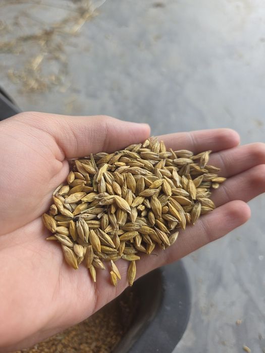 Sprzedam jeczmien jary 2025